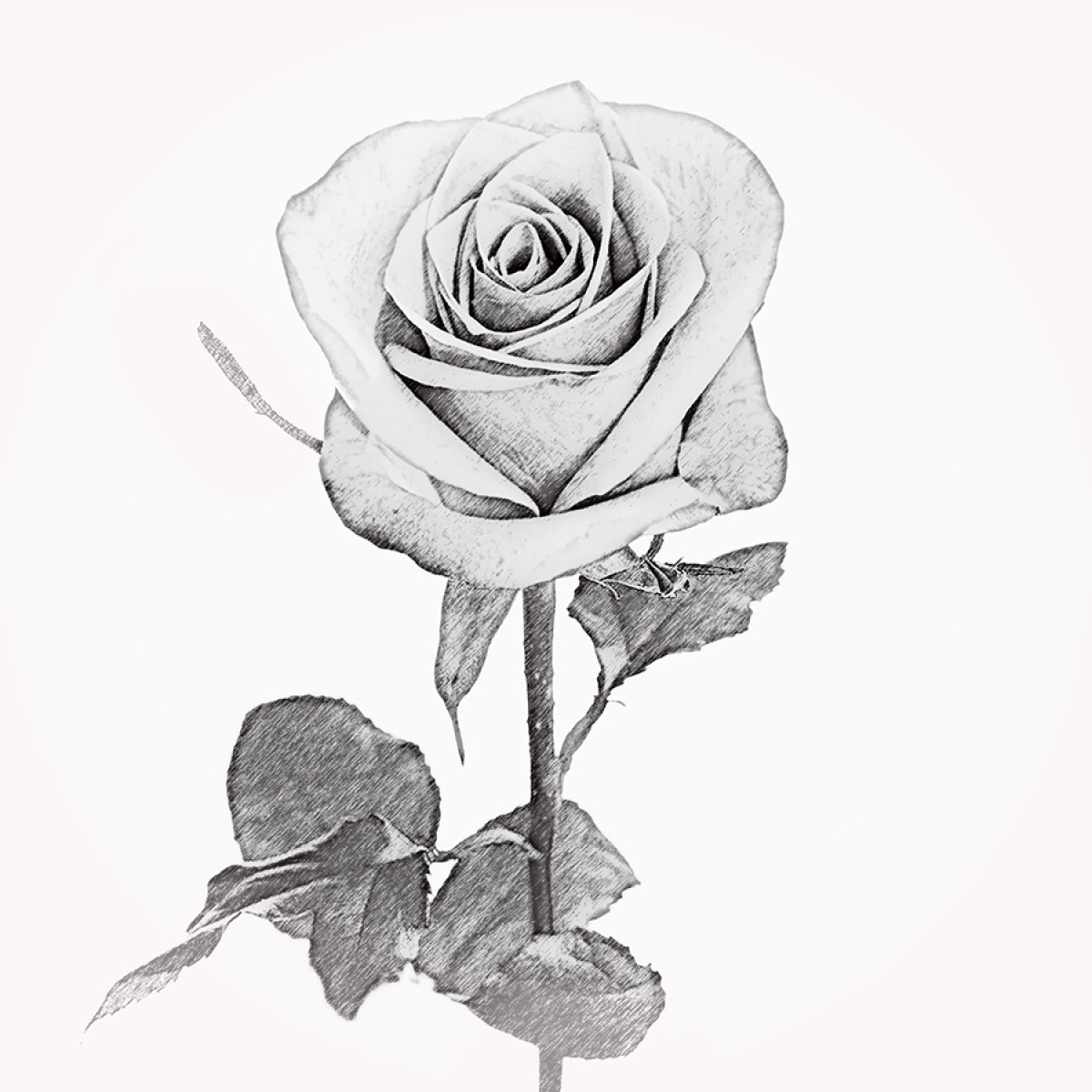 Rose 1 – Motiv der Lasergravur