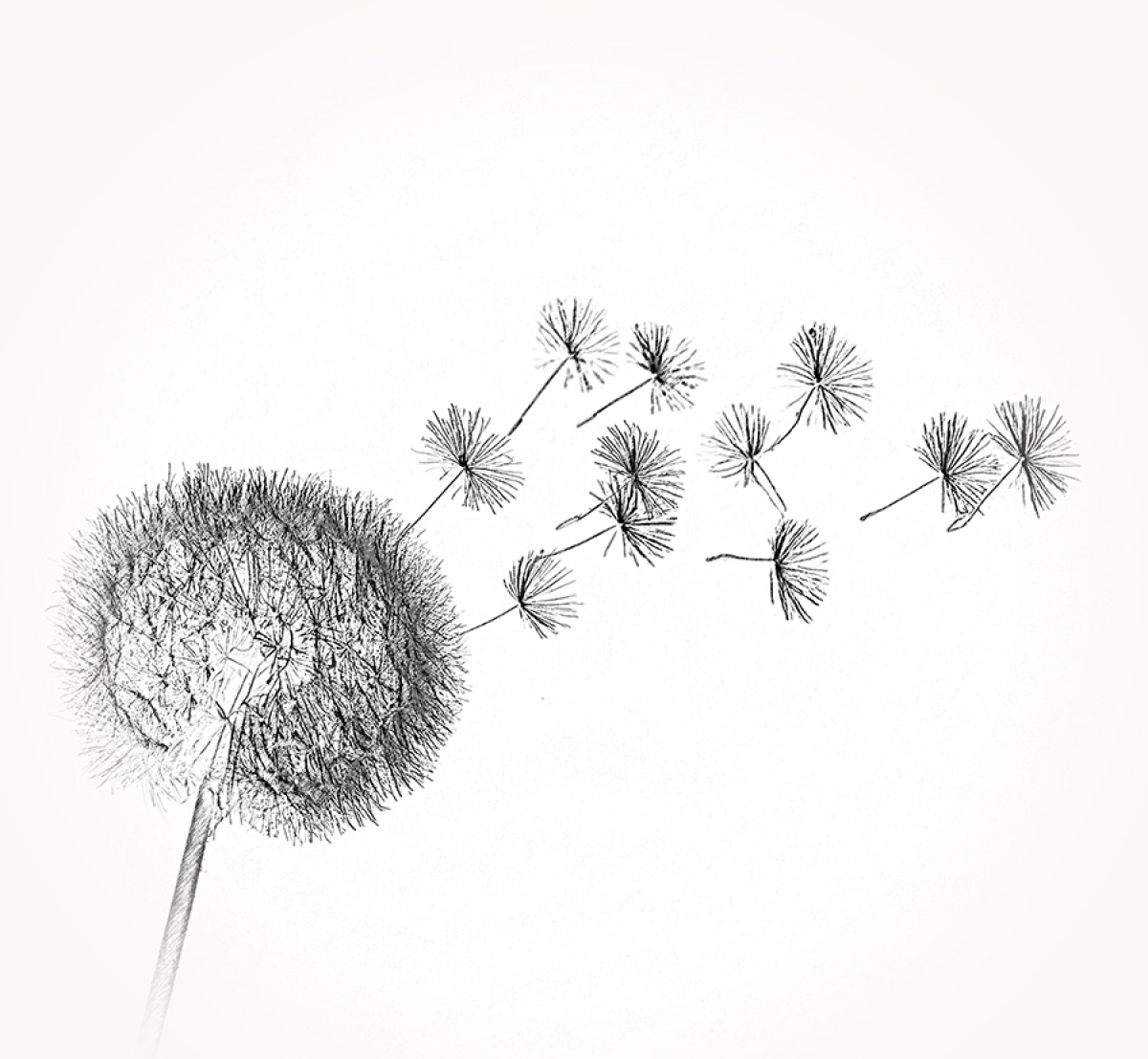 Pusteblume – Motiv der Lasergravur