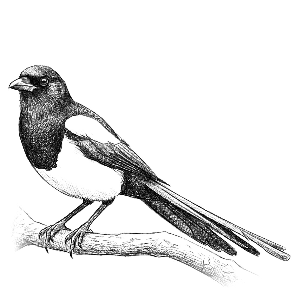 Elster - Ahorn