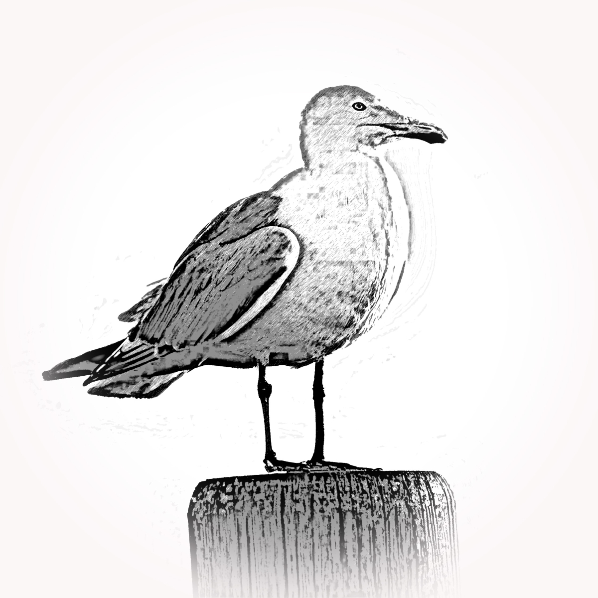Möwe - Eiche