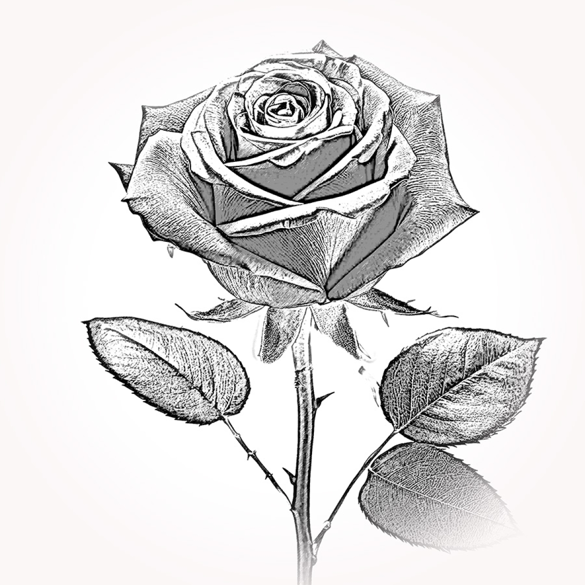 Rose 3 – Motiv der Lasergravur