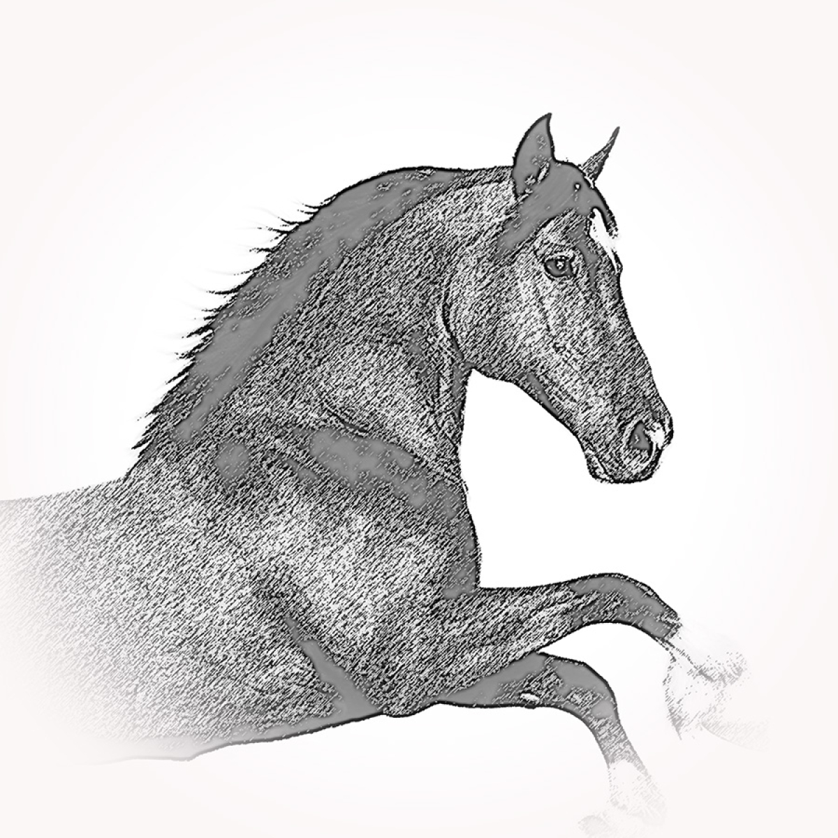 Pferd 1 – Motiv der Lasergravur